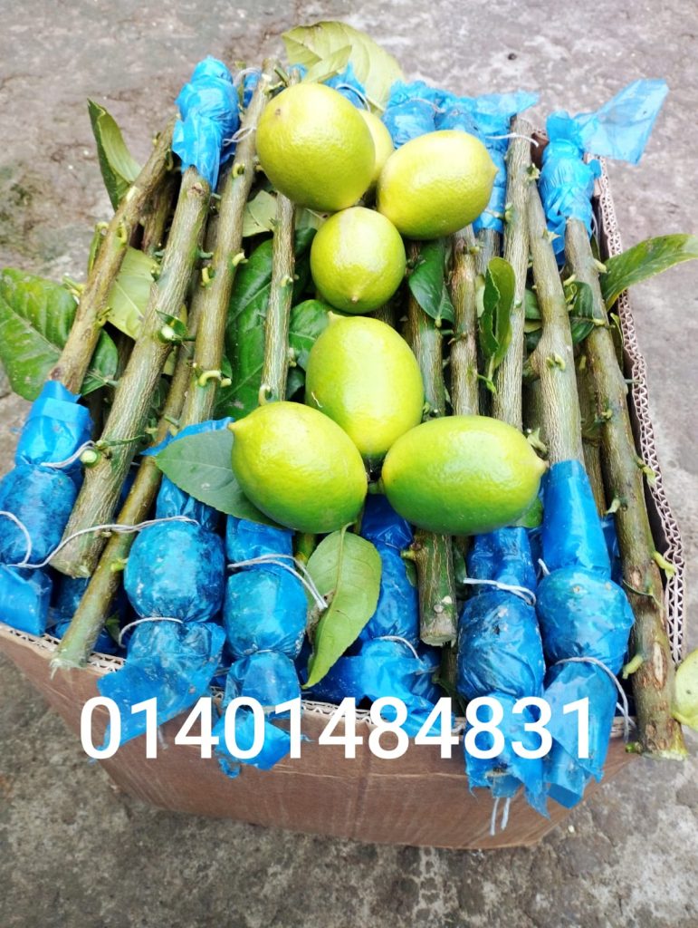 WhatsApp Image 2026-04-20 at 10.49.12 PM (1)