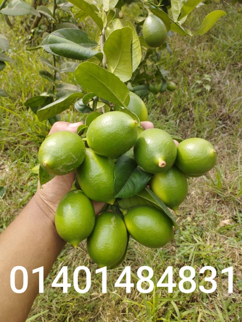 WhatsApp Image 2026-04-20 at 10.49.14 PM (1)