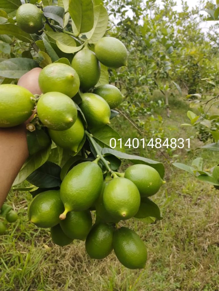 WhatsApp Image 2026-04-20 at 10.49.14 PM (2)
