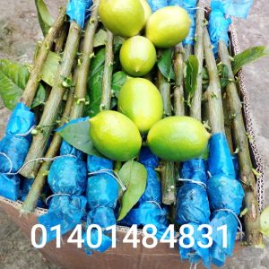 ২০ পিস - ৫০০ টাকা গুটি কলম
