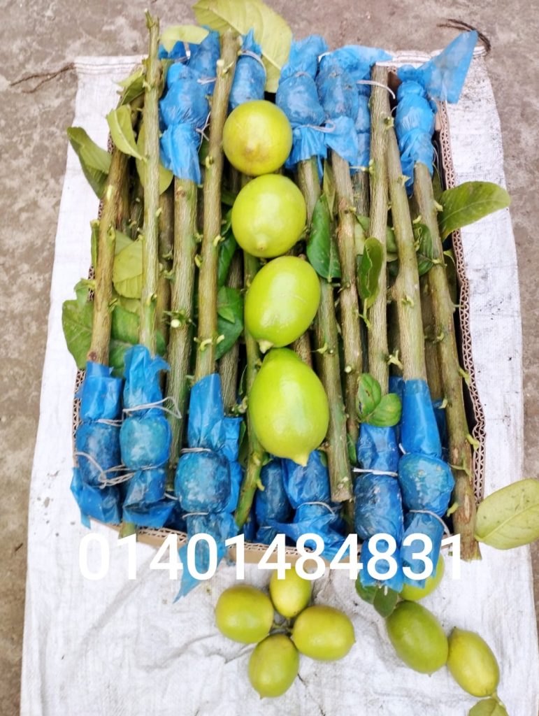 WhatsApp-Image-2026-04-20-at-10.49.12-PM-771x1024 (1)