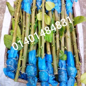 ১০ পিস – ২৫০ টাকা গুটি কলম